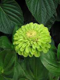 Light Green Zinnia Flower Seeds for Planting – Heirloom, Non-GMO, High Germination Organic Garden Seeds
