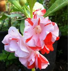 Full Pink Balsamine Flower Seeds for Planting | Heirloom Non-GMO High Germination Organic Garden Seeds