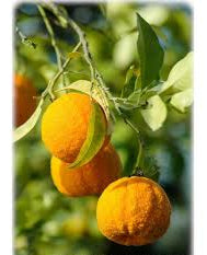 Citrus Aurantium Fruit Seeds for Planting – Heirloom, Non-GMO for Tangy Bitter Orange Trees