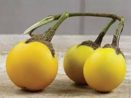 Yellow Aubergine Vegetable Seeds for Planting – Heirloom & Non-GMO Garden Seeds