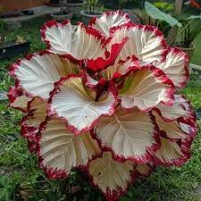 Flower Seeds, Seeds,Seeds For Planting,Plant Seeds