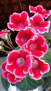 Sinningia Gloxinia Flower seeds for Planting - Cut Flower Favorite, Heirloom &amp; GMO Free Seeds for Home Garden, 100 pcs
