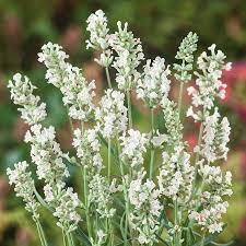 Flower Seeds, Seeds,Seeds For Planting,Plant Seeds