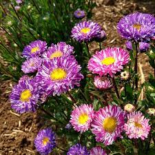 Aster Matsumoto Flower Seeds for Planting – Heirloom & Non-GMO Annual Cut Flower Variety