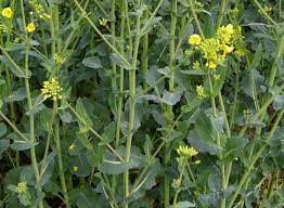 Essex Rape Seeds for Planting – Heirloom & Non-GMO Nutrient-Rich Leafy Green Vegetable