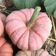 Pumpkin Vegetable Seeds for Planting – Heirloom, Non-GMO, High Germination Organic Garden Seeds, Classic Autumn Harvest Variety