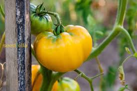Big Huge Tomato Vegetable Seeds for Planting – Heirloom Non-GMO Yellow Mix – High Germination Organic Garden Seeds