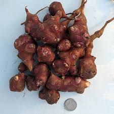 Fuseau Vegetable Seeds for Planting – Heirloom Non-GMO, High Germination Organic Root Crop Seeds