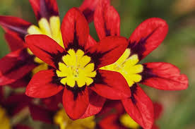 Red Yellow Sparaxis Flower Seeds - Long Bloom Season, Heirloom, Non-GMO Organic Garden Seeds for Planting