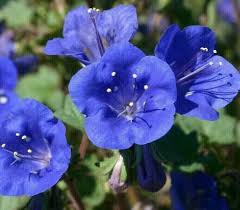 Bluebells Flower seeds for Planting - Premium Quality, Heirloom & GMO Free Seeds for Home Garden