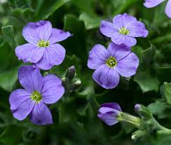 Blue Aubrieta Flower Seeds for Planting – Heirloom Non-GMO Organic Garden Seeds, High Germination