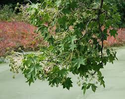 Kalopanax Septemlobus Aralia Seeds – Heirloom Non-GMO Long Bloom Season Garden Planting