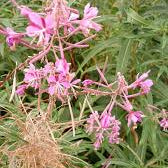 Flower Seeds, Seeds,Seeds For Planting,Plant Seeds