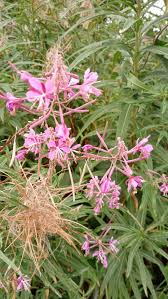 Flower Seeds, Seeds,Seeds For Planting,Plant Seeds