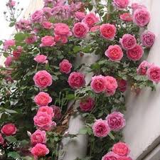 Rose Seeds Flower Seeds for Planting – Heirloom Non-GMO High Germination Organic Garden Seeds