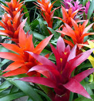 Hechtia Flower Seeds for Planting Heirloom Non-GMO High Germination Organic Garden Seeds