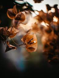 Flower Seeds, Seeds,Seeds For Planting,Plant Seeds