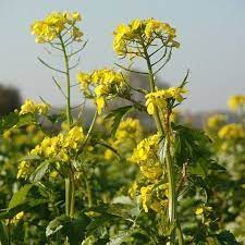 Essex Rape Seeds for Planting – Heirloom & Non-GMO Nutrient-Rich Leafy Green Vegetable
