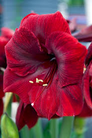 Maroon Red Amaryllis Flower Seeds for Planting – Heirloom, Non-GMO, High Germination Organic Garden Seeds
