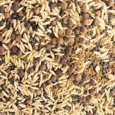 Cream Forage Crop Seeds for Planting – Heirloom & Non-GMO Garden Seeds