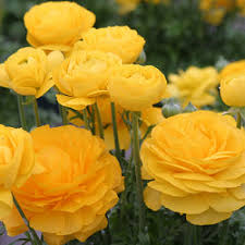 Yellow Ranunculus Flower Seeds for Planting – Heirloom, Non-GMO, Shade Tolerant, High Germination