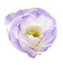 Purple White Texas Bluebell Flower seeds for Planting - Bright Blooms, Heirloom & GMO Free Seeds for Home Garden
