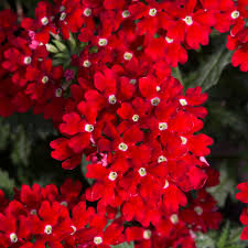 Red Verbena Flower Seeds for Planting – Heirloom Non-GMO, High Germination Organic Garden Seeds