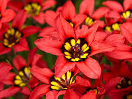 Red Yellow Sparaxis Flower Seeds - Long Bloom Season, Heirloom, Non-GMO Organic Garden Seeds for Planting
