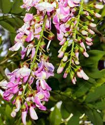 Gliricidia Sepium Tree Seeds – Heirloom Non-GMO Bright Blooming Seeds for Garden Planting