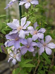 Clematis Flower Seeds for Planting – Compact Growth, Heirloom & Non-GMO Organic Garden Seeds – High Germination for Home Garden