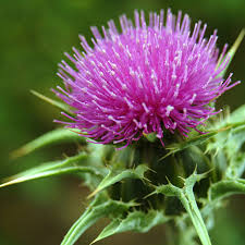 Milk Thistle Seeds (Silybum marianum) for Planting – Heirloom, Non-GMO Medicinal Herb for Liver Support & Pollinator Gardens
