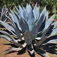 Mixed Agave Flower Seeds for Planting | Heirloom Non-GMO Organic Garden Seeds, Seasonal Bloomer, High Germination