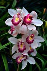 Pink & White Cymbidium Orchid Flower Seeds for Planting – Heirloom, Non-GMO, Perfect for Borders