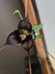 Black Dracula Flower Seeds for Planting – Heirloom, Non-GMO, High Germination Organic Garden Seeds