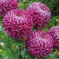 Purple White Chrysanthemum Flower Seeds for Planting | Drought Tolerant Heirloom Non-GMO Organic Garden Seeds