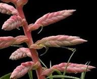 Pink Tillandsia Cretacea Flower Seeds for Planting – Heirloom, Non-GMO, High Germination Organic Garden Seeds