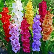Gladiolus Flower Seeds for Planting – Heirloom, Non-GMO, High Germination Organic Garden Seeds