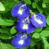 Blue Clitoria Flower Seeds for Planting – Heirloom, Non-GMO, High Germination Organic Garden Seeds
