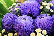 Chrysanthemum Yellow Purple Flower Seeds for Planting | Heirloom Non-GMO Organic Garden Seeds, High Germination