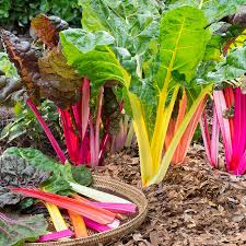 Swiss Chard Seeds for Planting – Heirloom, Non-GMO, 100 Pcs – Colorful Organic Greens for Nutritious Meals