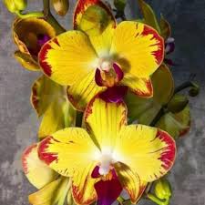 Yellow Red Phalaenopsis Orchid Flower Seeds - Perfect for Borders, Heirloom, Non-GMO Organic Garden Seeds for Planting