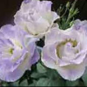 Purple White Texas Bluebell Flower seeds for Planting - Bright Blooms, Heirloom & GMO Free Seeds for Home Garden