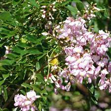 Gliricidia Sepium Tree Seeds – Heirloom Non-GMO Bright Blooming Seeds for Garden Planting