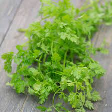 Green Chervil Curled Vegetable Seeds for Planting – Heirloom & Non-GMO Seeds for Aromatic Culinary Herbs