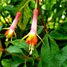 Light Yellow Red Fuchsia Flower Seeds for Planting, Heirloom Non-GMO High Germination Organic Garden Seeds