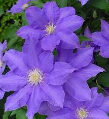 Clematis Flower Seeds for Planting – Compact Growth, Heirloom & Non-GMO Organic Garden Seeds – High Germination for Home Garden