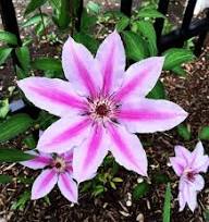 Pink Clematis Hybrid Flower Seeds for Planting – Heirloom Non-GMO Bright Blooms Organic Garden Seeds