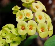 Green Euphorbia Milii Flower Seeds for Planting | Heirloom Non-GMO High Germination