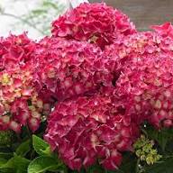 Green & Red Hydrangea Flower Seeds for Planting | Heirloom Non-GMO High Germination Organic Garden Seeds