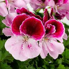 Geranium Light Violet Red Flower Seeds – Heirloom, Non-GMO, High Germination Organic Garden Seeds for Planting